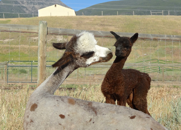 Alpaca Meet and Greet: Lovey Love