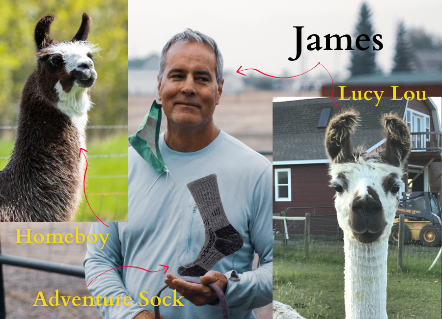 Man holding sock next to two llamas