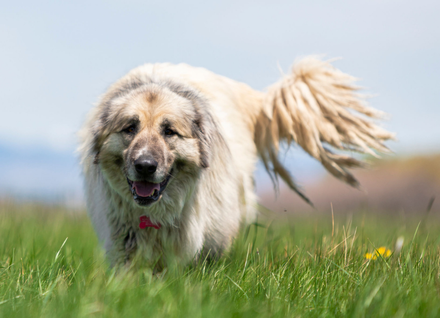 THE RISE OF LIVESTOCK GUARDIAN DOGS