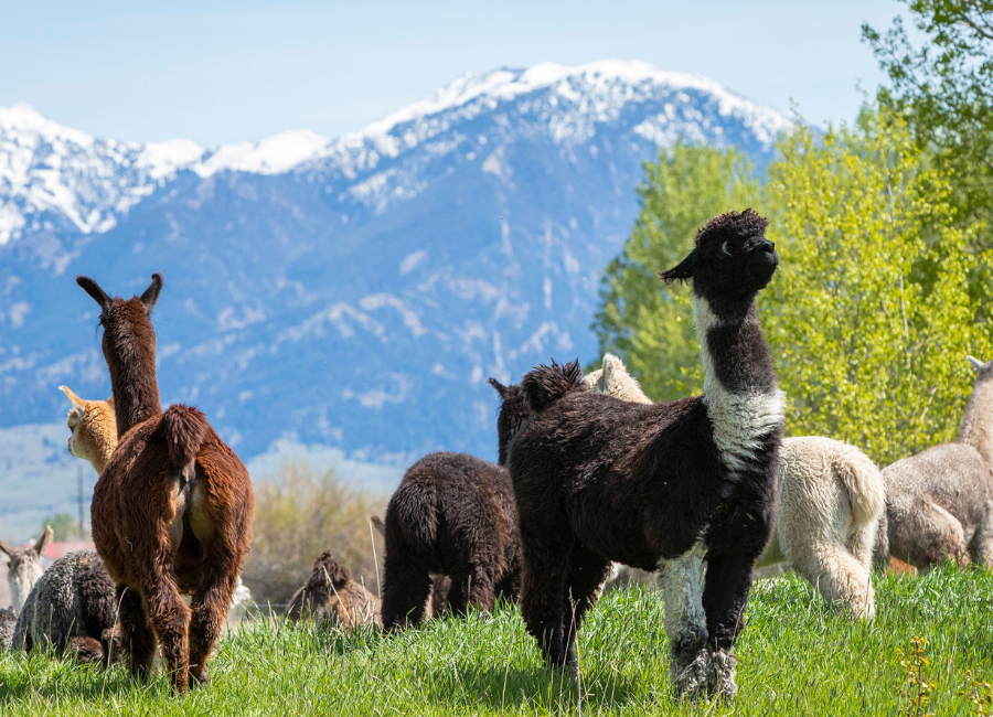 llama standing in green grass with alpacas