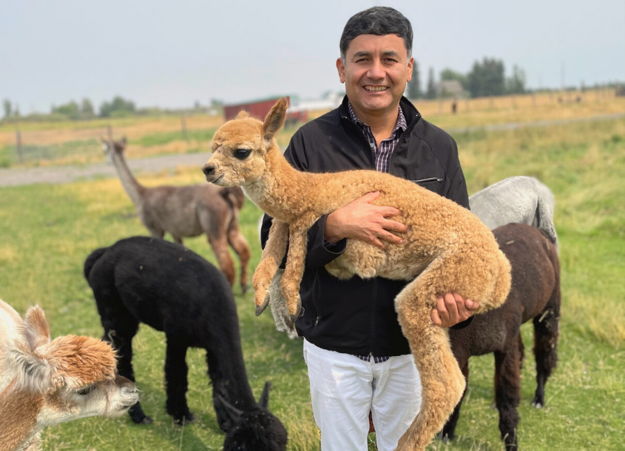 Peruvian man holding fawn baby alpaca