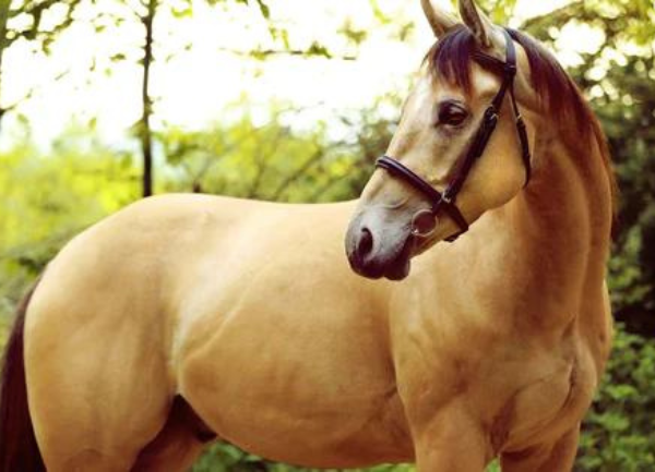 Can Alpacas and Horses Be Put Together?