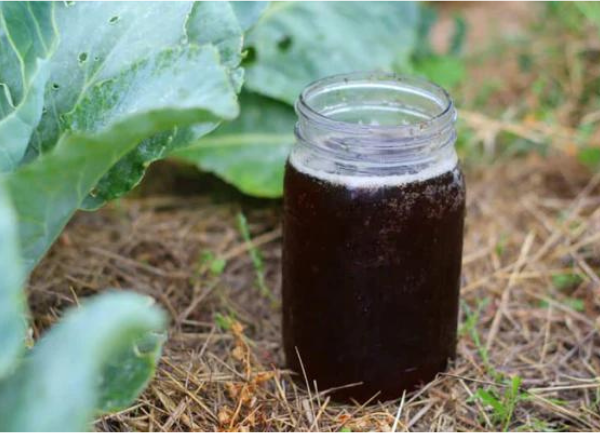 Compost tea
