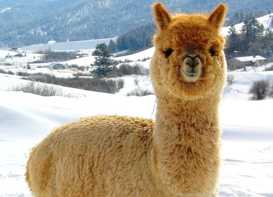 Alpaca Meet and Greet: Cowboy