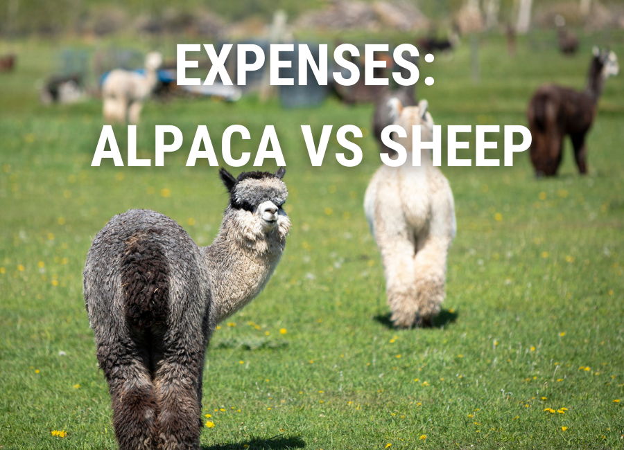 Your Go-To Guide on Alpaca vs Sheep Price Comparisons