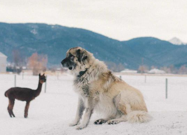 Guard dog and alpaca