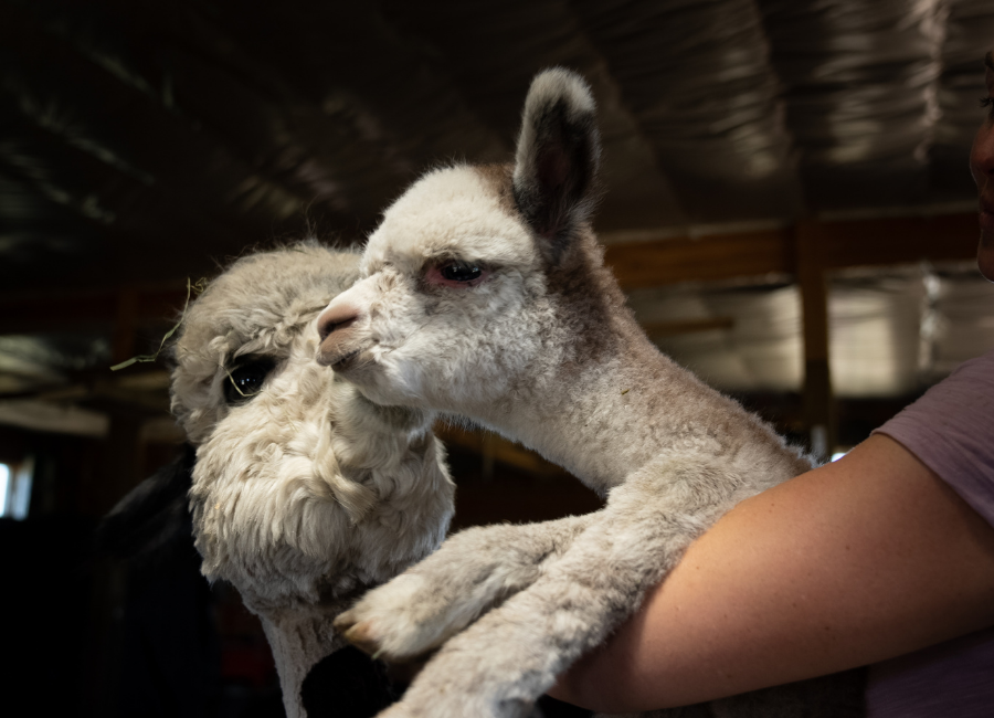 Feeding Cria