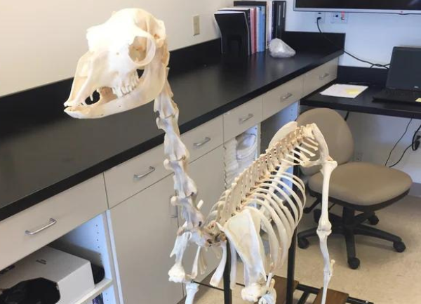 Full Skeletal Mount of Princess Leah the Alpaca