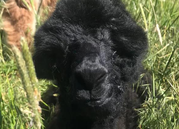 Getting Ready for Cria Alpaca Babies