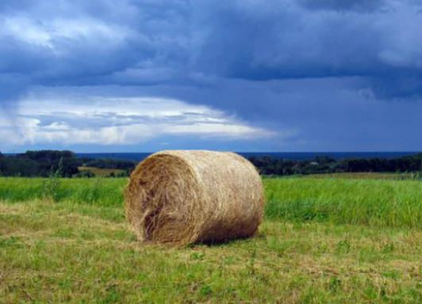Hay Forage Analysis