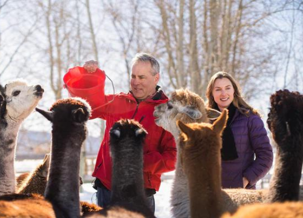 How Did You Get Into Raising Alpacas