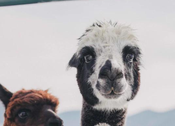 Two alpacas