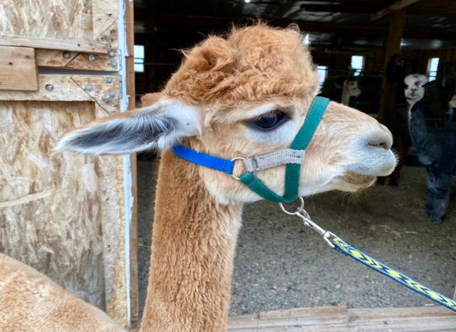 ear infection in alpacas