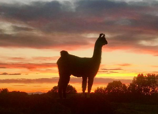 Is it a Llama?