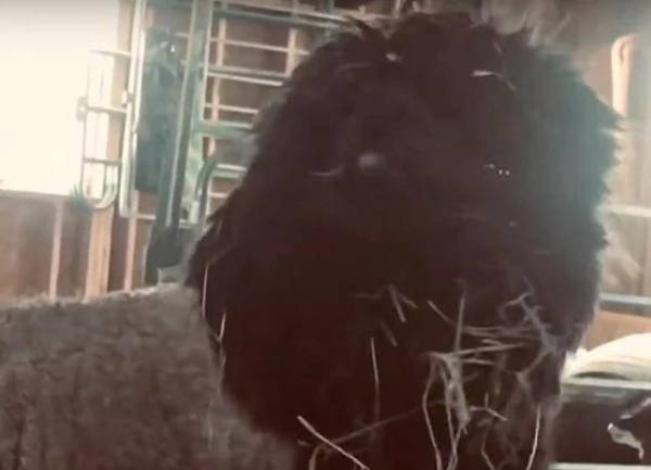 Two Alpaca Ladies Eating - Video