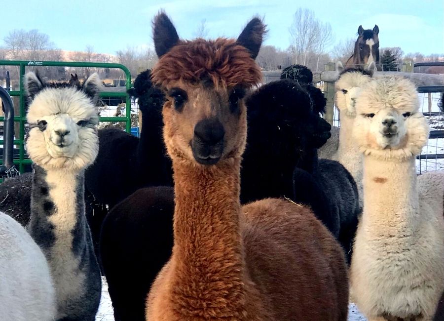 Alpaca Meet and Greet: LeRoy Brown