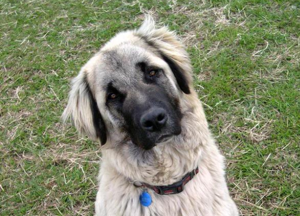 Livestock Guard Dog Video
