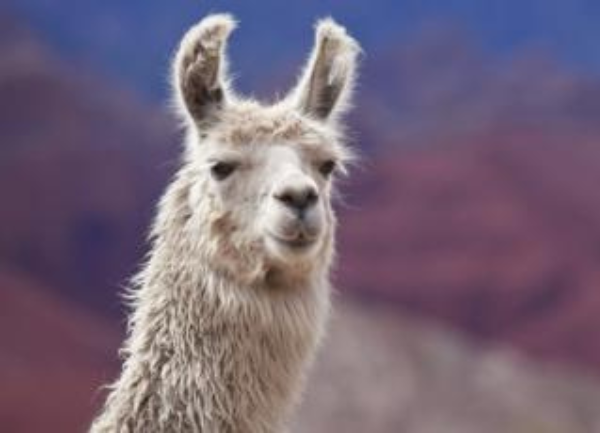 Llamas and Alpacas on the Farm