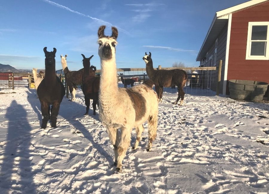 Alpacas of Montana Meet and Greet: Lucy Lou the Llama Part 1