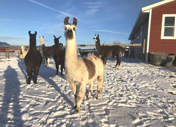 Alpacas of Montana Meet and Greet: Lucy Lou the Llama Part 1