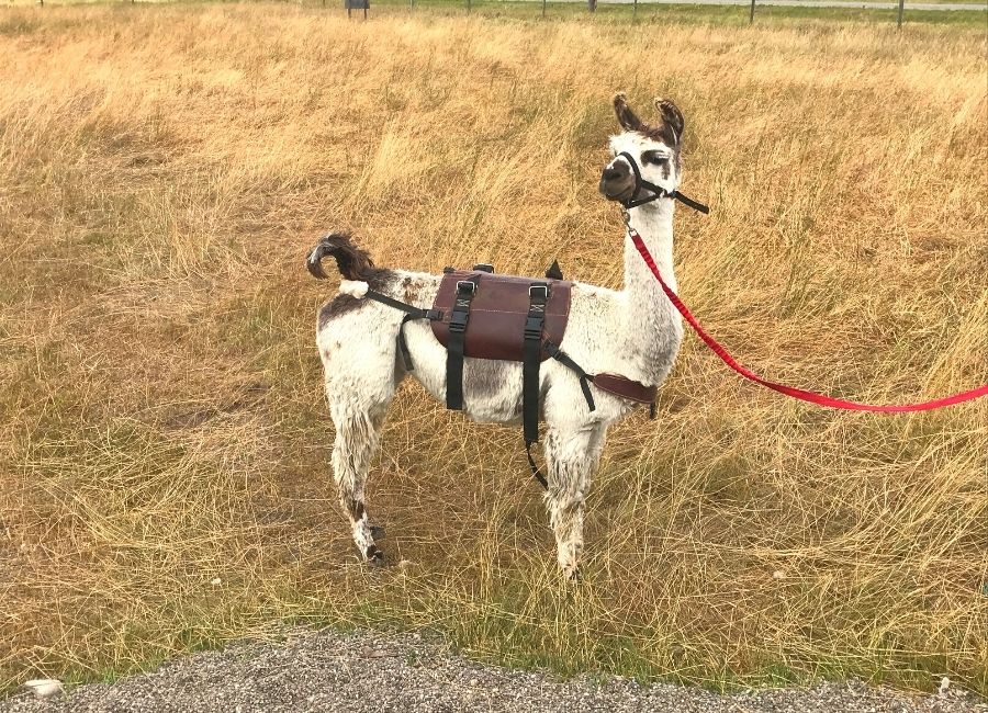 Alpacas of Montana Meet and Greet: Lucy Lou the Llama Part 2