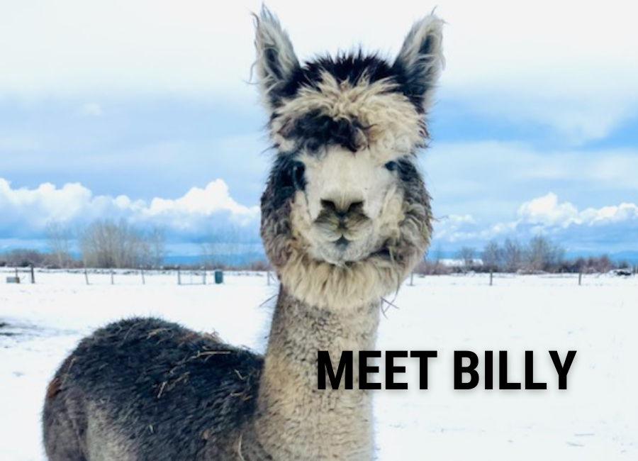 cute gray alpaca in the snow with blue sky and the words "meet billy"