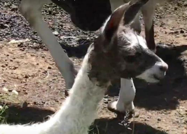 Mama Llama Giving Birth