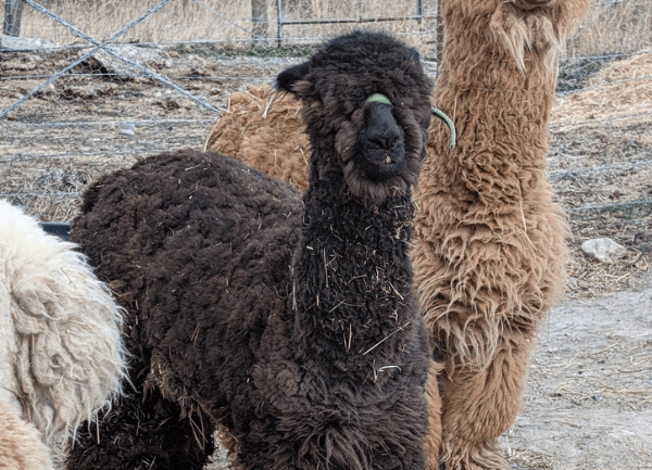 Top Benefits of Hypoallergenic Alpaca Wool Compared to Merino Wool -  Alpacas of Montana