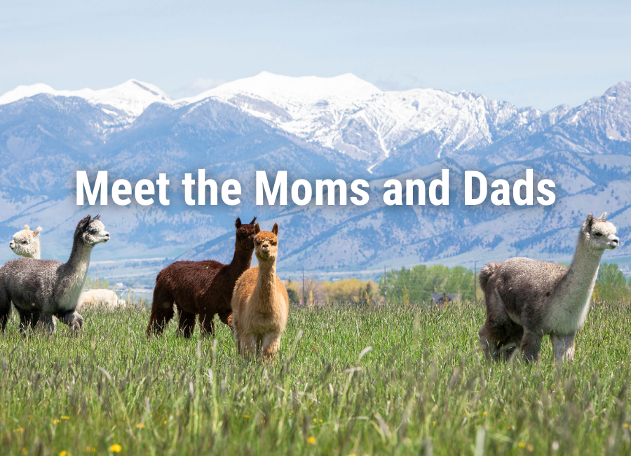 five alpacas standing in a green field with snow capped mountains behind them