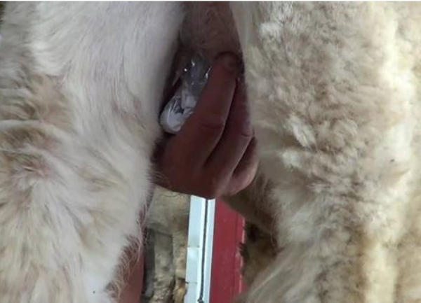 Milking Alpacas