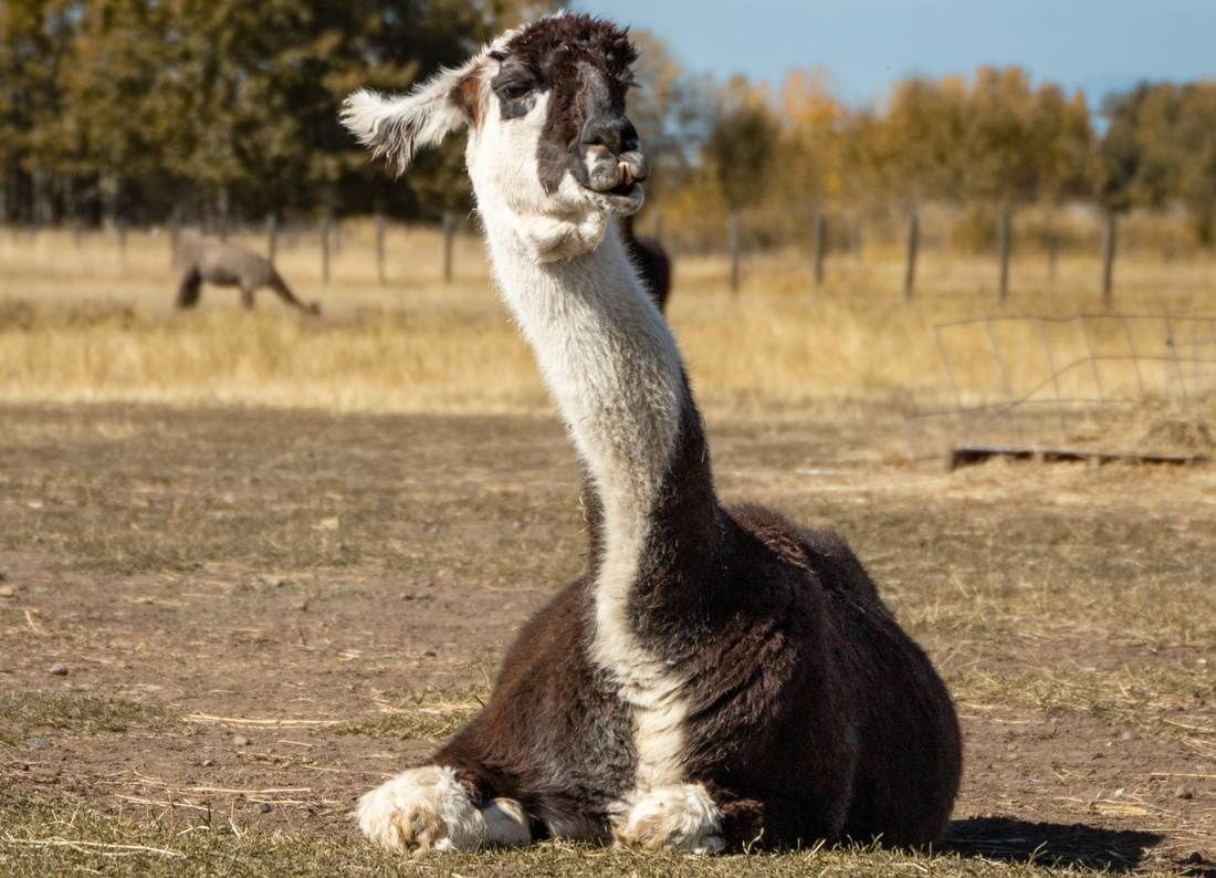 Remembering Mr. Johnsons, Our Gentle Giant