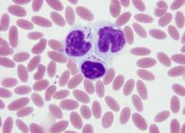 Mycoplasma Haemolamae in Alpacas