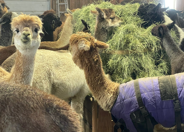 Navigating Extreme Temperatures On Our Farm