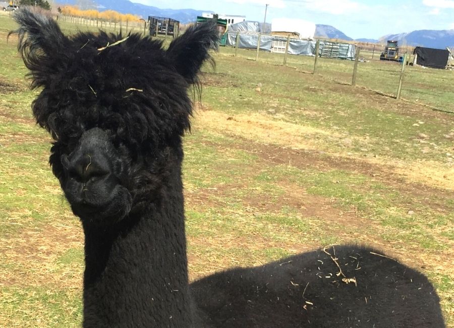 Alpaca Meet and Greet with Nicky Noodle: The Alpaca Who Swallowed A Feeding Tube