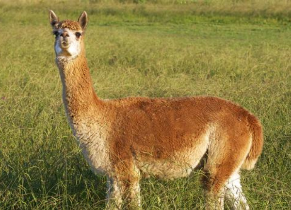 Our Alpaca Pack Trip