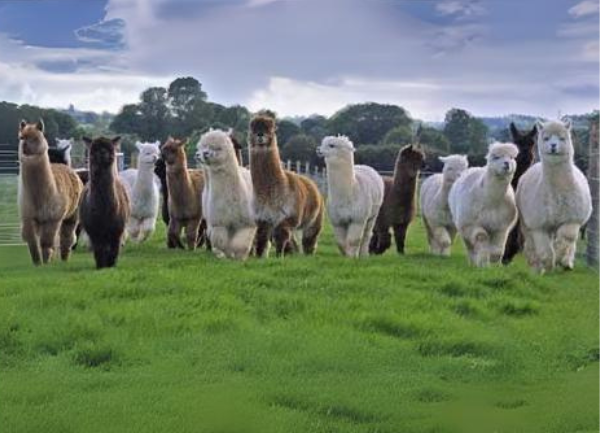 Picking Out your Alpaca(s)