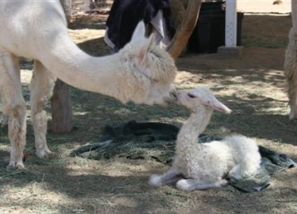 Premature Alpaca Cria