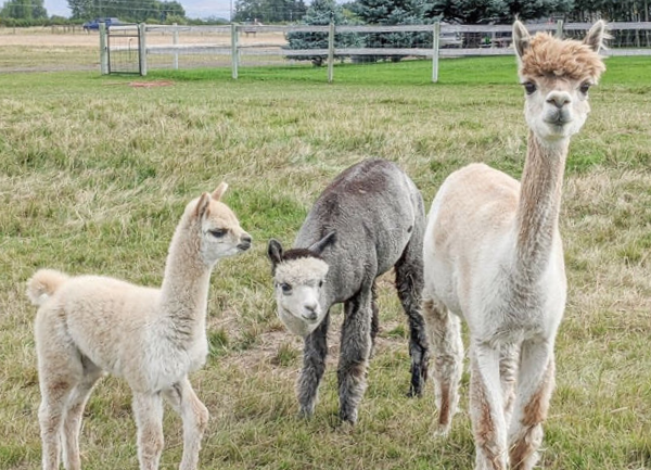 Premature Alpaca Cria