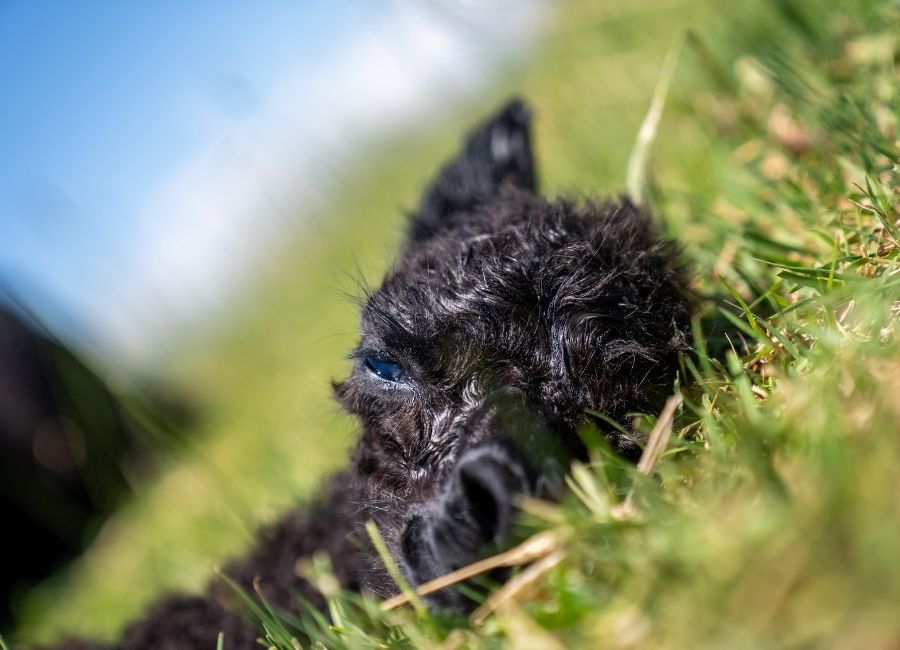 Raising Alpacas