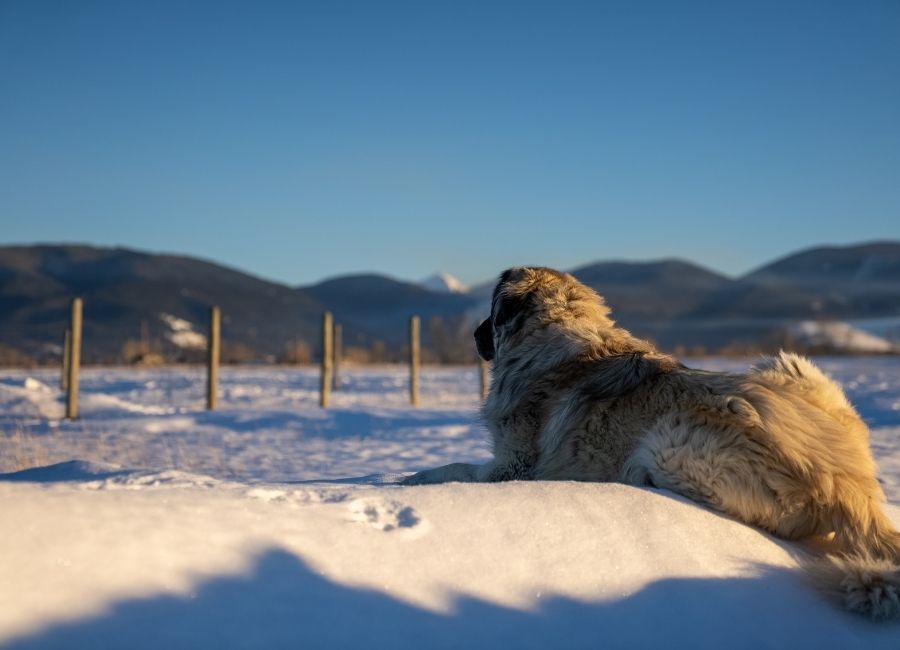 Rogue Coyote: Guard Animals Are Imperative