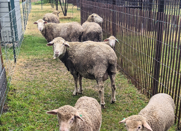Sheep's Wool vs. Alpaca Fleece