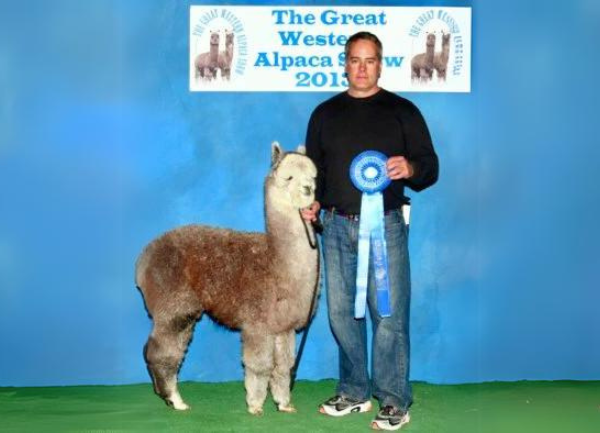 Showing Alpacas