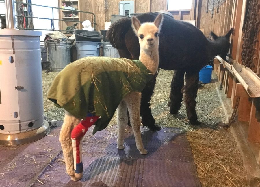 Alpaca Meet and Greet: Snowman--The Miracle Alpaca