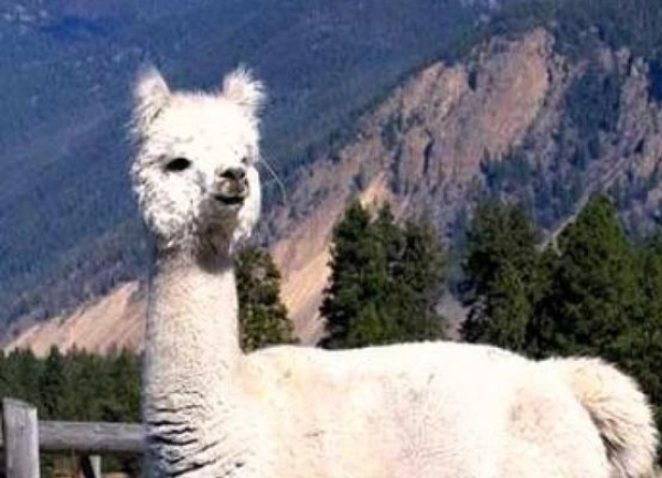 Snowmass Casanova's Enchantment - Herdsire