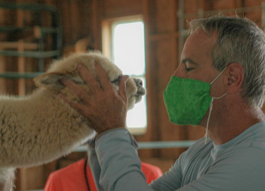 Alpaca Body Language and Vocalizations -