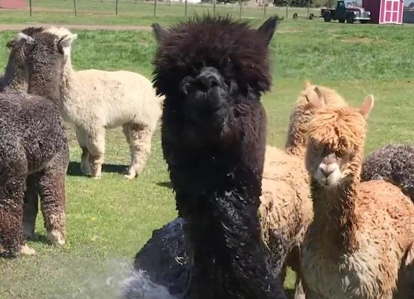 Fighting Summer Heat: Spraying Alpacas with a Hose - Video