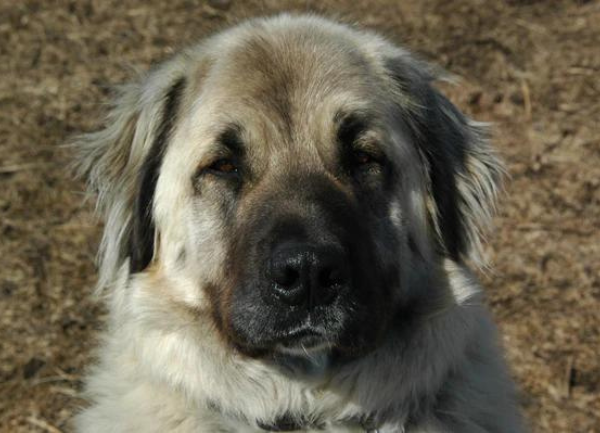 THE RISE OF LIVESTOCK GUARDIAN DOGS