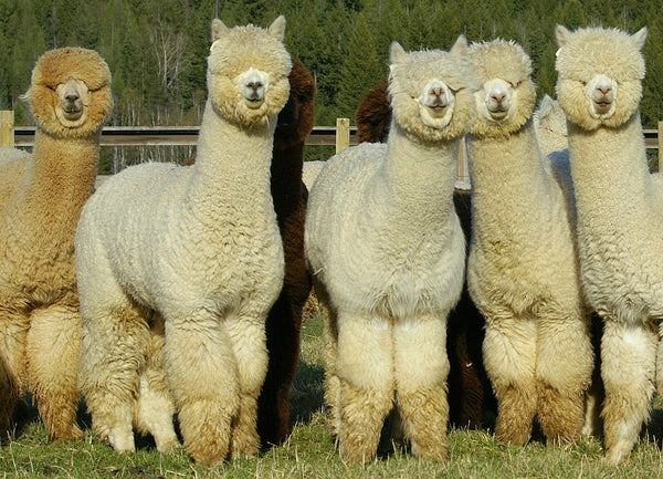 The Alpaca Herd
