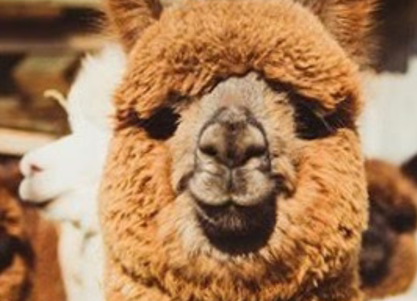The Alpaca Market Then and Now