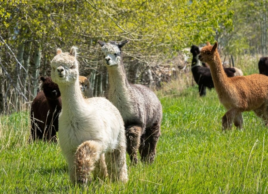 The Alpaca Revolution